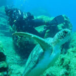 Scuba Diving - Explore the World Under Water